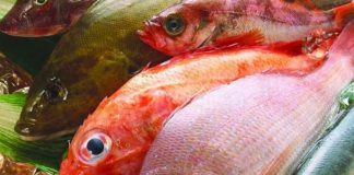 Omega-3 Bakımından Çok Zengin 5 Deniz Ürünü Omega-3 Bakımından Çok Zengin 5 Deniz Ürünü